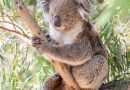 Les bienfaits de l’eucalyptus et comment en acheter ?