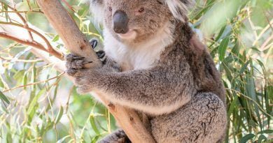 eucalyptus,feuilles,les bienfaits de l'eucalyptus,huile,tisane,quel prix,où en trouver,budget moyen,arbre arbuste,pas cher,Les bienfaits de l’eucalyptus et comment en acheter ?