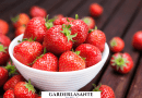 Les fraises pour diabétiques bienfaits et consommation
