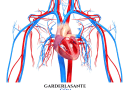 Mauvaise circulation sanguine