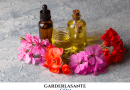 huile essentielle de géranium rosat cv bourbon tout savoir sur cette huile essentielle