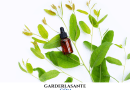 huile essentielle d'eucalyptus globuleux : huile essentielle eucalyptus globuleux