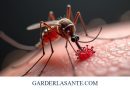 Qu’est-ce que la dengue ? Origines et modes de transmission